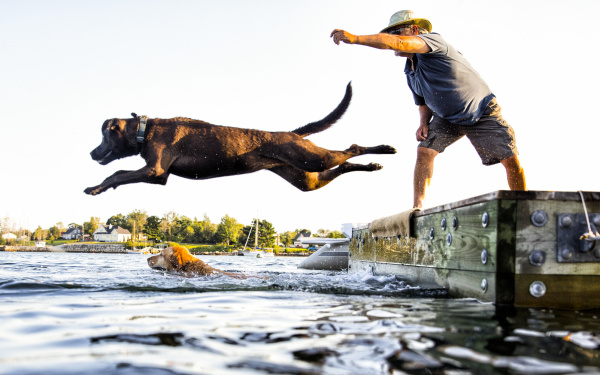 Dock diving met je hond | hondensport | Euro Premium