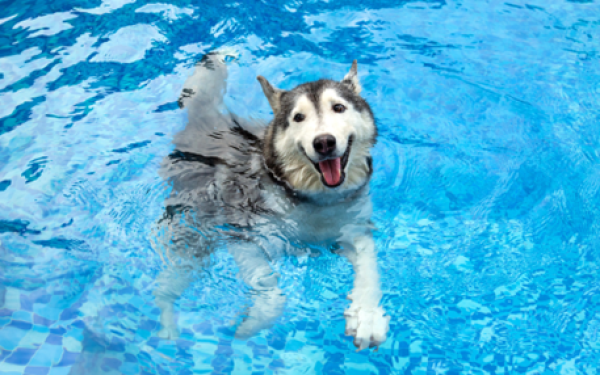 Zwemmen met je hond | EURO PREMIUM