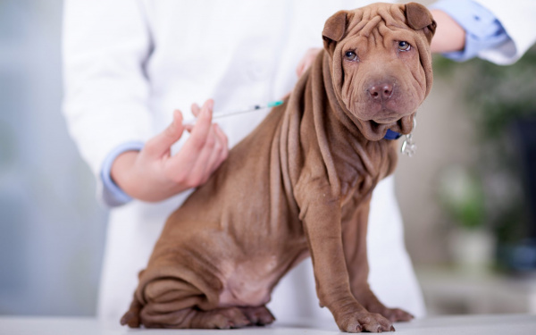 vaccination chiens | EURO PREMIUM
